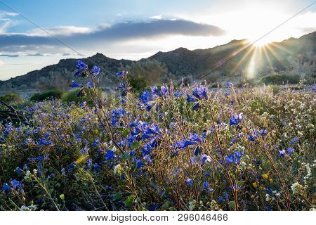 Canterbury Bells Wildflowers In Joshua Tree National Park During Californias Superbloom Bell Wildflo