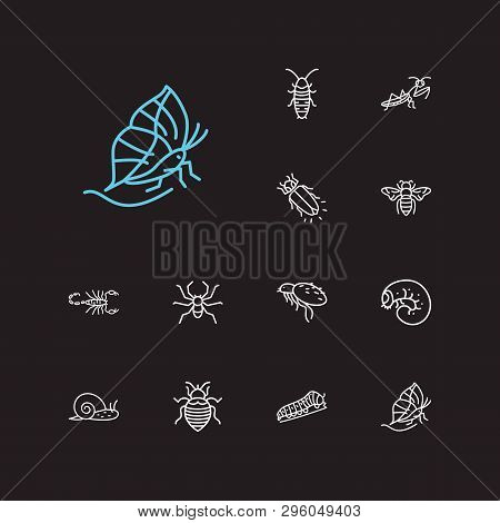 Bug Icons Set. Mantis And Bug Icons With Flea, Hissing Cockroach And Bee. Set Of Locust For Web App 