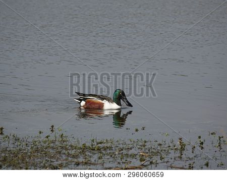 Male Shoveler (anas Clypeata) On Pond During Spring