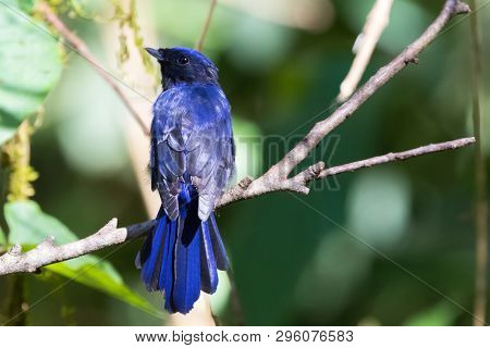 Back of Large Niltava bird with blue black feathers perching on branch at Fraser's hill, Malaysia (Niltava grandis)