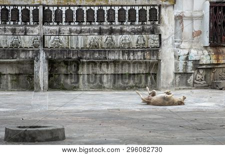 A Dog Shows Joy And Happiness At The Territory Of Ancient Temple With Prayer Wheels. Kathmandu. Nepa