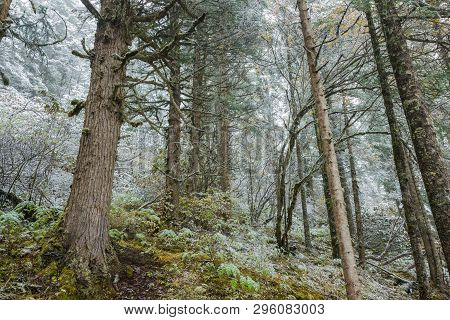 Amazing Wild Snowy Forest Of Huanglong, Unesco World Heritage Site In Sichuan Province Of China