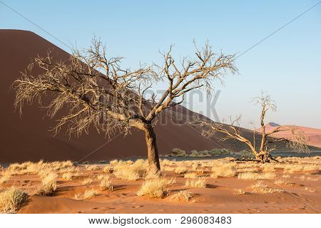 Close View Of Dry Trees And Plants At Namibian Winter With Huge Sand Dunes Of Namib Desert At The Ba
