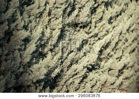 Young Blue Juniper Tree Branches And Needles At Sunlight With Shallow Center Focus