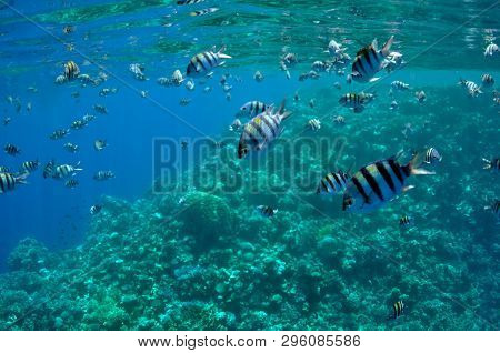 The Picture Shows A Lot Of Abudefduf Fishes, Swimming Around Coral Reef, In The Water Of Red Sea, Eg