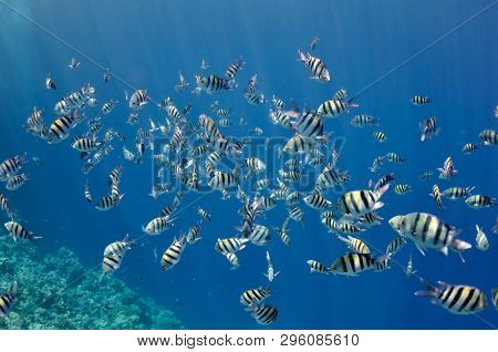 The Picture Shows A Lot Of Abudefduf Fishes, Swimming Around Coral Reef, In The Water Of Red Sea, Eg