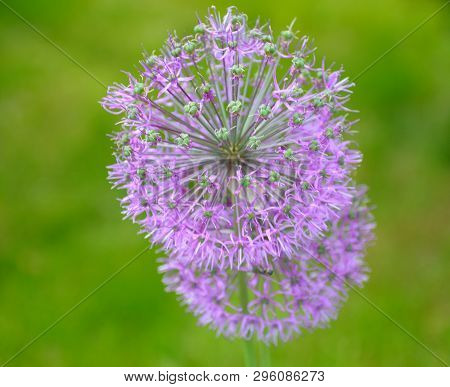 The Close Up Image Of The Sperical Flower At The Blured Background