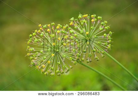 The Close Up Image Of The Sperical Flower At The Blured Background