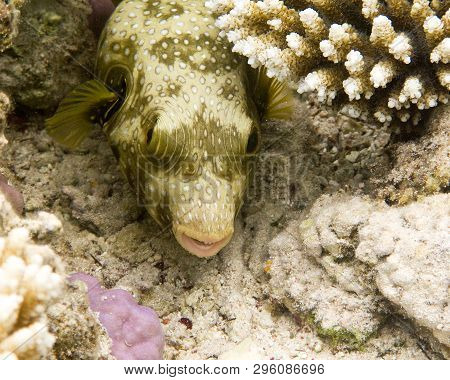 This Is A Picture Of A Boxfish, Taken In A Natural Underwater Conditions In Red Sea, Egypt