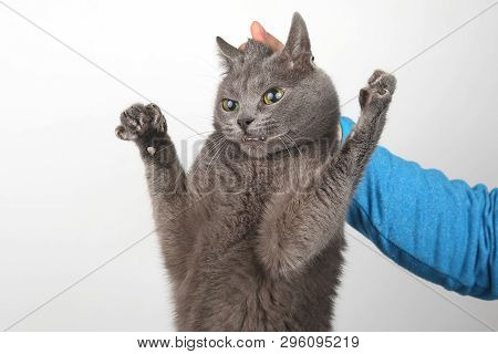 The Grey Cat Is Held By The Man's Hand By The Scruff