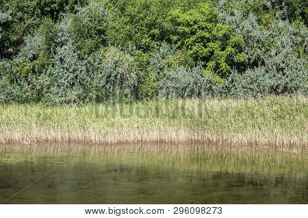 Detail Of Coastal Swamp With Greenery Vegetation And Green Waters Closeup As Natural Background
