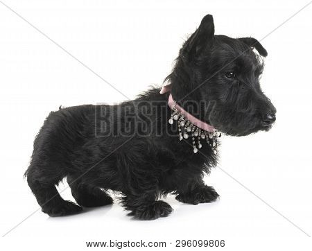 Puppy Scottish Terrier In Front Of White Background