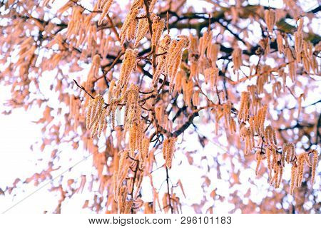 Flowering Branches Of The Aspen Tree With Earrings In Early Spring, Landscape