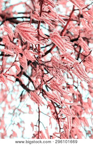 Flowering Branches Of The Aspen Tree With Earrings In Early Spring, Landscape