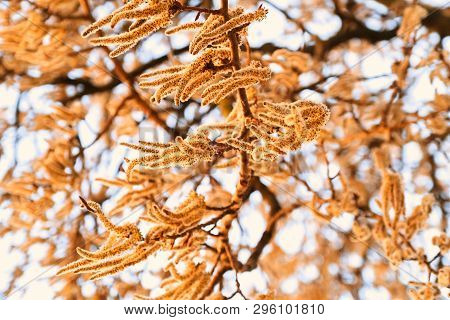 Flowering Branches Of The Aspen Tree With Earrings In Early Spring, Landscape