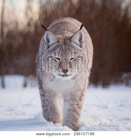 Abordable Eurasian Lynx, Portrait In Winter Field