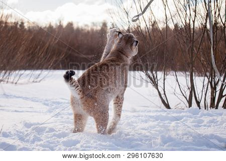 Abordable Eurasian Lynx, Portrait In Winter Field