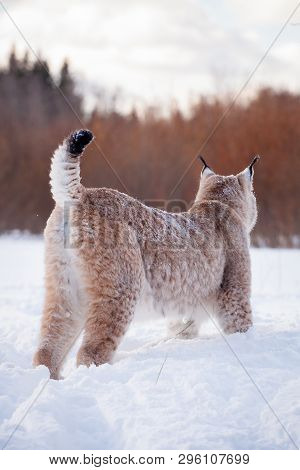 Abordable Eurasian Lynx, Portrait In Winter Field