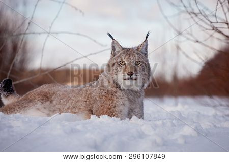 Abordable Eurasian Lynx, Portrait In Winter Field