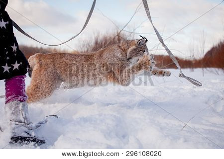 Abordable Eurasian Lynx, Portrait In Winter Field