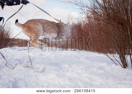 Abordable Eurasian Lynx, Portrait In Winter Field