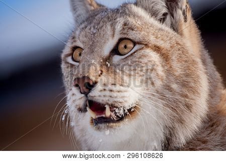 Abordable Eurasian Lynx, Portrait In Winter Field