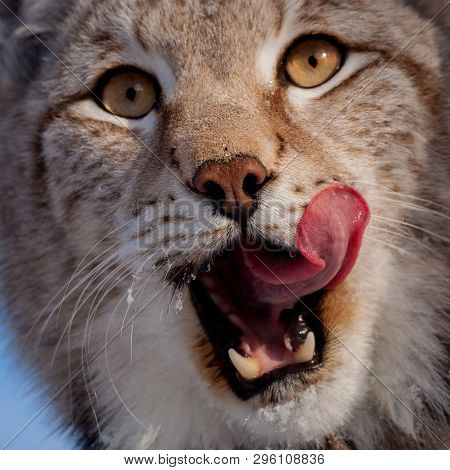 Abordable Eurasian Lynx, Portrait In Winter Field