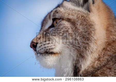Abordable Eurasian Lynx, Portrait In Winter Field