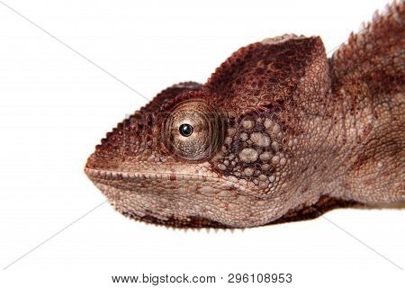 The Oustalets Or Malagasy Giant Chameleon On White