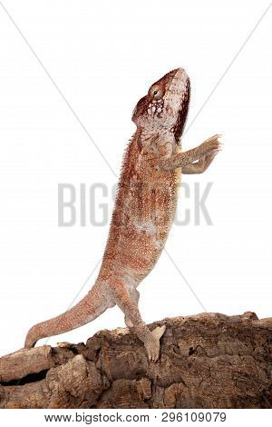 The Oustalets Or Malagasy Giant Chameleon On White