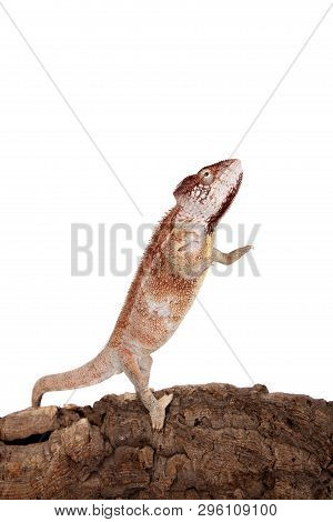 The Oustalets Or Malagasy Giant Chameleon On White