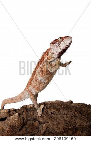 The Oustalets Or Malagasy Giant Chameleon On White