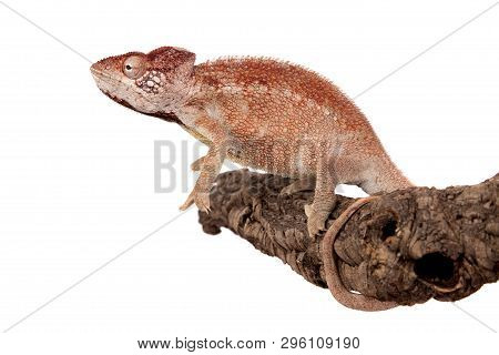 The Oustalets Or Malagasy Giant Chameleon On White