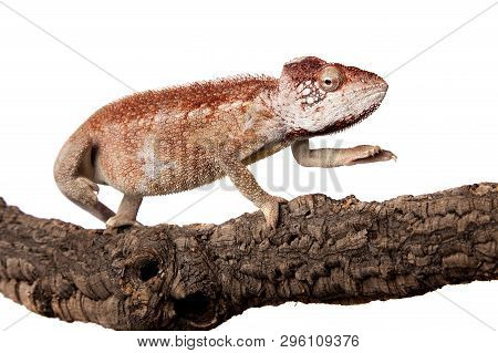 The Oustalets Or Malagasy Giant Chameleon On White