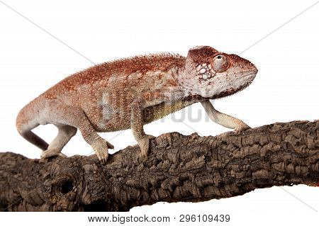 The Oustalets Or Malagasy Giant Chameleon On White