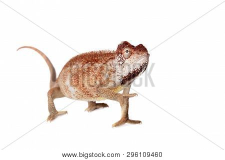 The Oustalets Or Malagasy Giant Chameleon On White