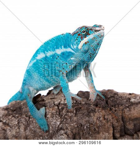 The Panther Chameleon, Furcifer Pardalis On White