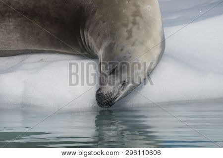 Crabeater Seal On The Ice In Antarctica
