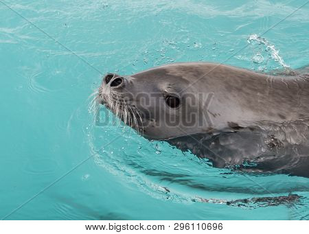 Crabeater Seal In The Water In Antarctica