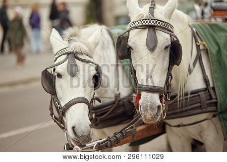 Close Up Of Two Thoroughbred Horses In The City