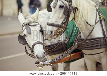 Close Up Of Two Thoroughbred Horses In The City