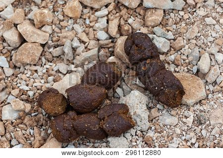 Closeup Of Dog Feces On Gravel. Dogs, Pet Owners, Parasites, Water Contamination And Ecology Concept