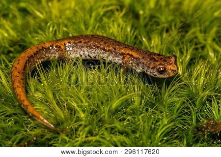 A Close Up Of A Four-toed Salamander In The Wild.