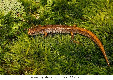 A Close Up Of A Four-toed Salamander In The Wild.