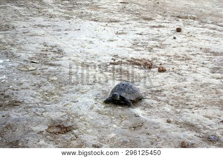 Tourtle In Wild Nature On Sand At Summer