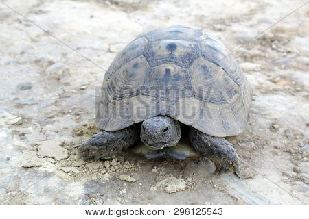Tourtle In Wild Nature On Sand At Summer Close Up