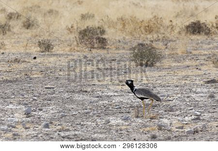 A Northern Black Korhaan Bird