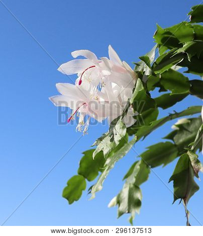 Beautiful White Flowers Of The Schigumberger Zigokaktus Or Cactus. Types Of Cacti