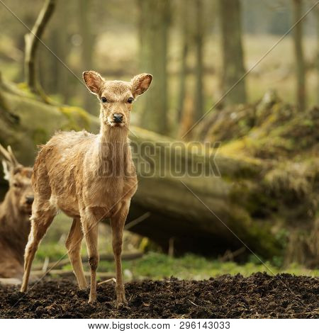Wild Young Deer In The Spring Sunny Forest, Klampenborg Denmark