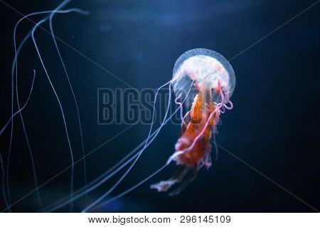 pelagia noctiluca jellyfish underwater